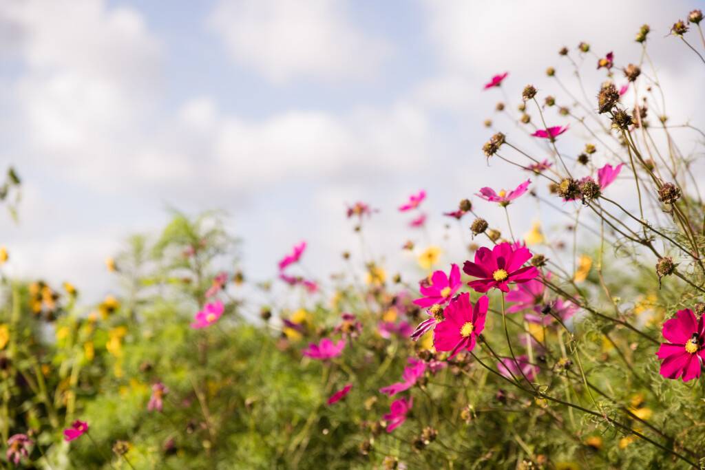 naturelle-beauté-fifleurs-des-champs-biodiversité
