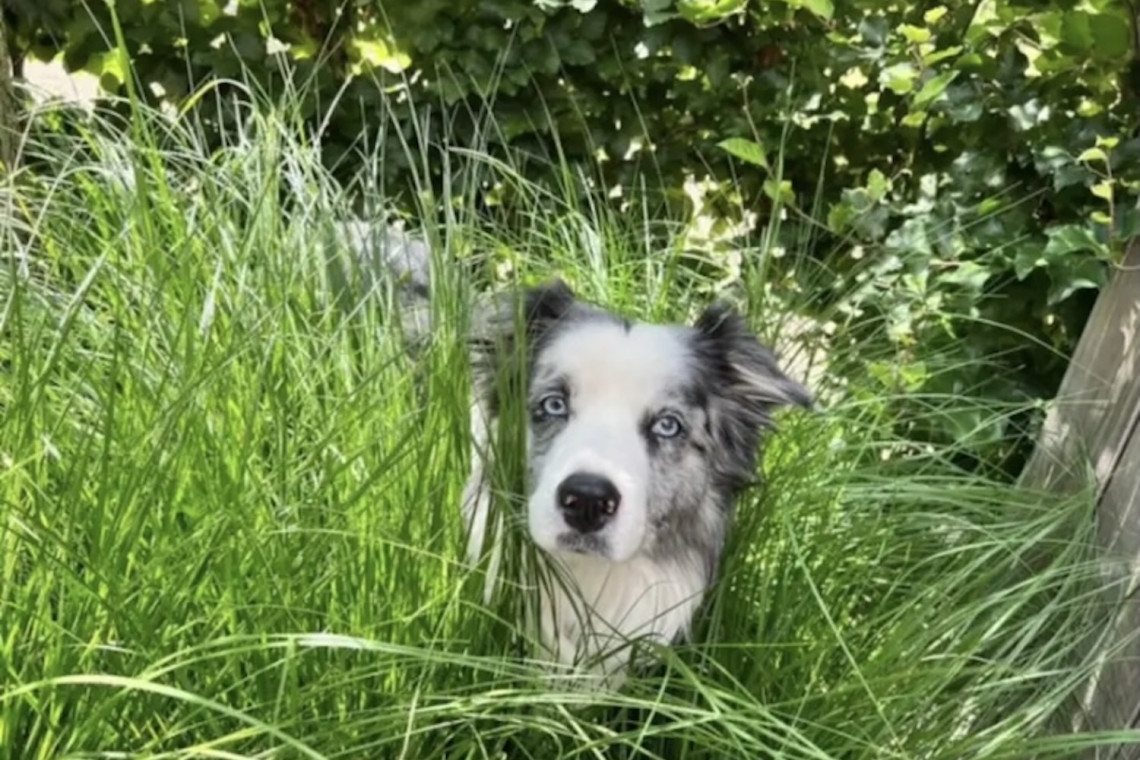 accepte-animaux-blog