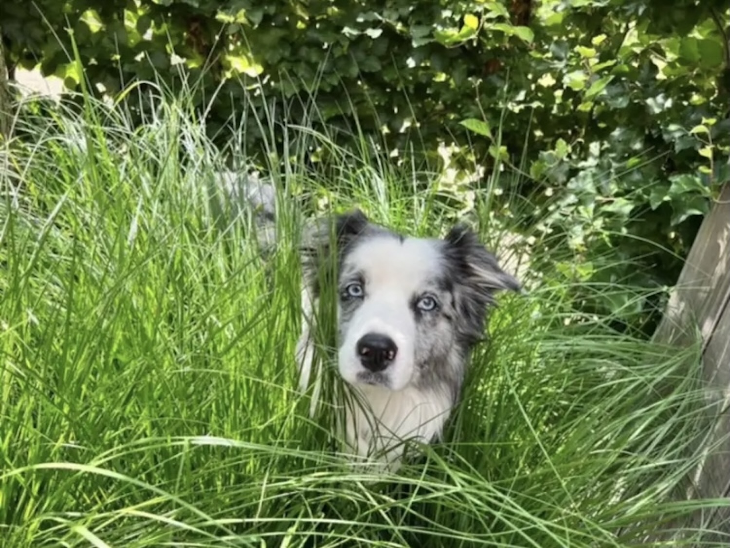 accepte-animaux-blog