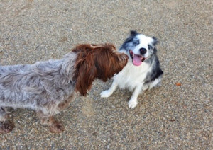 chiens-bievenus-milo-vesta-blog